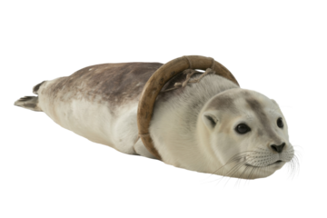 Ringed Seal with hoop, transparent background