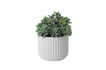 Succulent Plant in Pot - Isolated