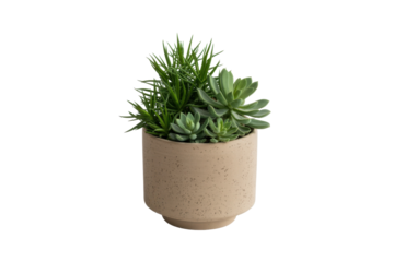 Succulent Arrangement in Pot