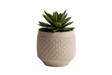 Succulent in a patterned pot