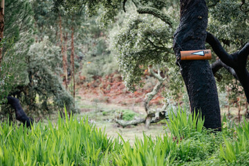 mando sign in the tree