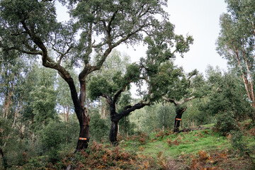 beautiful fairway on the disc golf course in portugal