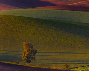 Vertical view of Moravian Tuscany rolling hills at sunset with a lone tree, warm evening light shaping colorful farmland, peaceful rural landscape in South Moravia, Czech Republic, travel background.