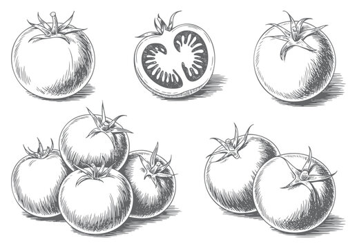 Hand drawn tomato varieties in retro botanical engraving composition.