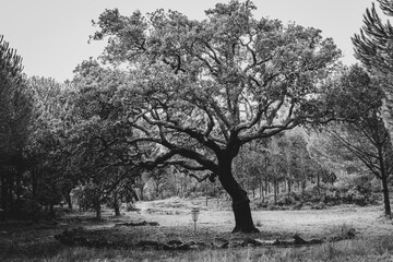 bnw disc golf basket under a tree in portugal