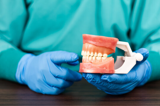 A dentist in a green scrub top and blue gloves holds an anatomical model of a jaw with a full set of teeth. Diagnosing periodontal disease and gingival health; oral anatomy for infection prevention