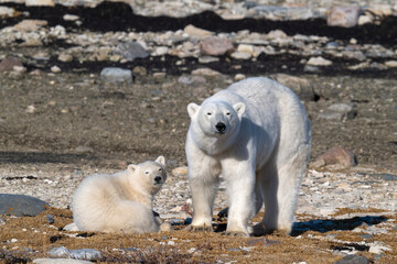 Polar bea mother with polar bear cub © Inna