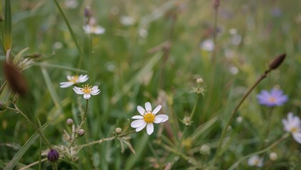 Delicate Daisies in a Field, Soft Focus on White Petals and Yellow Centers, Gentle Greenery.
