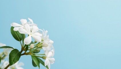 Floral Arrangement. White Blossoms on Light Blue, Textured Leaves, Soft Lighting.