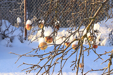 Apples on a tree under the snow during a severe frost, covered with frost. Unharvested fruit serves as food for wintering birds in winter and helps them survive the cold.