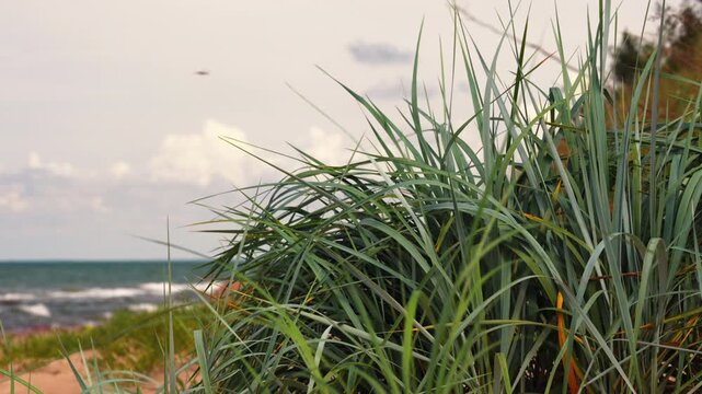 Coastal dune grass framing ocean horizon, gentle waves lapping sandy shore under soft golden light, textured blades swaying