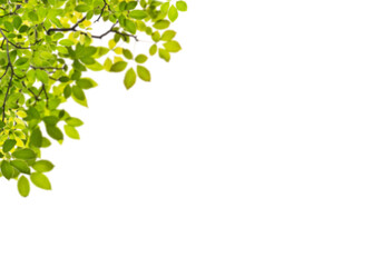 Fresh green leaves and branches providing a natural border in the top corner