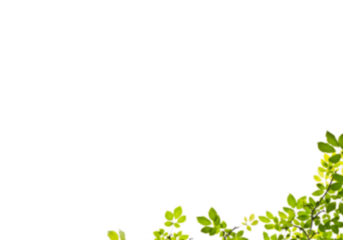 Vibrant green leaves forming a fresh, natural border against a stark, deep black background