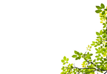 Fototapeta premium Vibrant green leaves and branches framing a dark background, showcasing nature's fresh beauty
