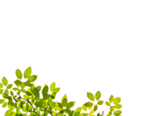 Obraz premium Bright green leaves creating a natural border on a clean, stark black background