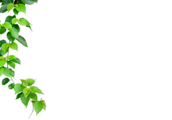 Obraz premium A vibrant green leafy branch hangs gracefully on a stark black background, symbolizing nature's beauty and growth