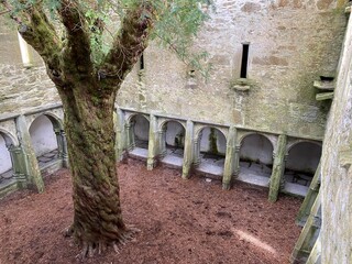 Abbaye de Muckross, un ancien monast&egrave;re franciscain situ&eacute; au c&oelig;ur du parc national de Killarney, c&eacute;l&egrave;bre pour son clo&icirc;tre et son if centenaire