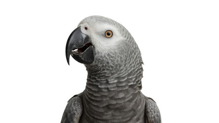 Obraz premium African grey parrot with open beak looking left on white background, grey and white feathers, yellow eyes, close up portrait of a talking bird