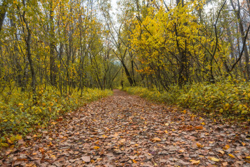 Forest trail covered with fallen leaves surrounded by trees with yellow foliage. Natural autumn landscape with perspective path, seasonal colors, and calm outdoor atmosphere.
