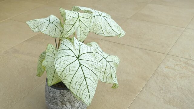 CLOSE UP: Caladium Angel Wings plant in a decorative pot placed on a tile floor. Vibrant green veins and white leaves of beautiful exotic houseplant create a striking contrast and intricate pattern.