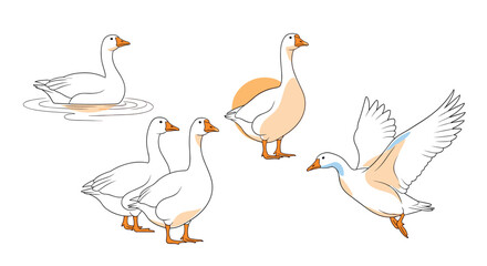 Obraz premium Collection of white geese in different poses, including swimming, standing, and flying, highlighting the graceful movement of these waterfowl.