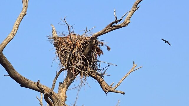 Black Kite (Milvus migrans) Nesting on a Dead Tree in 4K Cinematic Wildlife StyleBlack Kite (Milvus migrans) nesting on a dead, sun-bleached tree in the wild landscapes of Pakistan. 4k