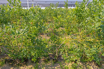 Cluster of Ripe Blueberries Fruits at Bush Plant Nature Plantage Farm