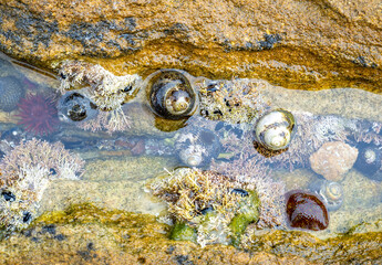 seashells of Painted cliffs of Maria island, Tasmania