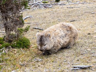 Wild wombat in Maria island of Tasmania