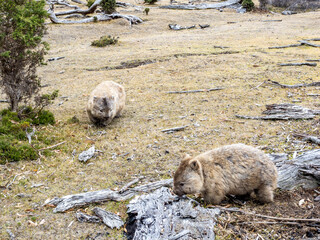 Wild wombats in Maria island of Tasmania