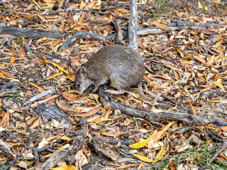 Long nosed Bandicoot in Maria islad of Tasmania