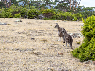 Wild kangaroos in Maria island of Tasmania