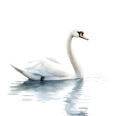 Swan Gliding Gracefully, watercolor illustration vector, isolated on a white background. © azendia