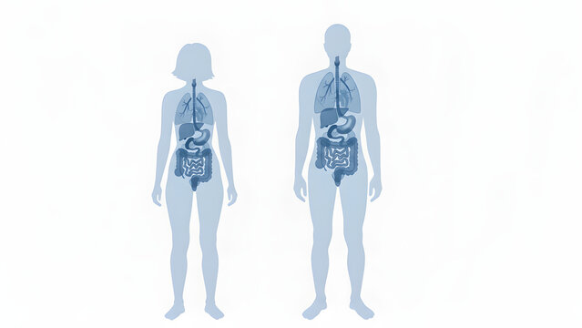 Detailed anatomical illustration of human internal organs in male and female bodies.
