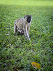 Obraz premium Chlorocebus pygerythrus, Vervet monkey mother nursing her baby in Tsavo West 