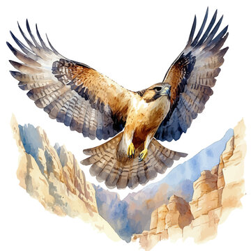 watercolor of Falcon Soaring Swiftly, vector, isolated on a white background.