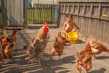 A child feeds domestic chickens from a bucket. raising poultry on a ranch. © Maryna