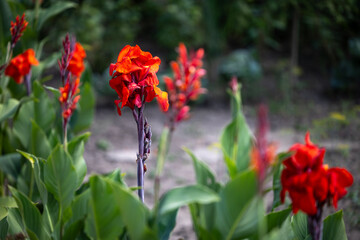 Red Canna lily flowers blooming in summer garden