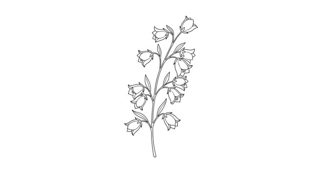 Elegant line drawing of a bellflower branch with numerous drooping blossoms and delicate leaves isolated on a white background for botanical art.