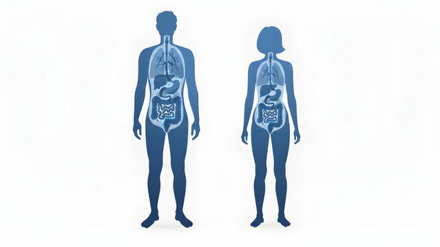 Detailed illustration of human internal organs in male and female silhouettes.