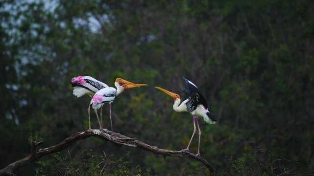 Territorial behavior is seen as painted storks engage in a tense confrontation on a fallen tree in Keoladeo Ghana Bird Sanctuary, highlighting nest-site competition during the breeding period.