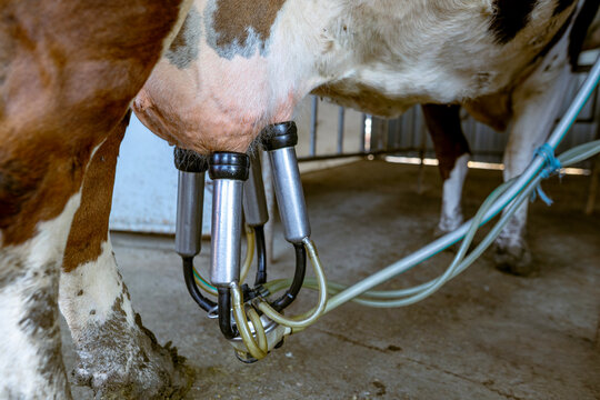 Automatic milking machine cluster attached to cow udder