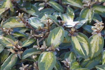 Foliage of Elaeagnus pungens,  thorny olive, spiny oleaster and silverthorn, oleaster, Maculata Thorny silverberry