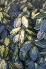 Foliage of Elaeagnus pungens,  thorny olive, spiny oleaster and silverthorn, oleaster with variegated leaves, Maculata Thorny silverberry