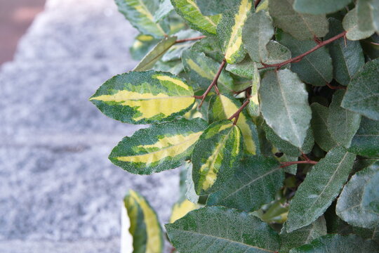 Foliage of Elaeagnus pungens,  thorny olive, spiny oleaster and silverthorn, oleaster with variegated leaves, Maculata Thorny silverberry