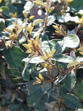 Foliage of Elaeagnus pungens,  thorny olive, spiny oleaster and silverthorn, oleaster, Maculata Thorny silverberry