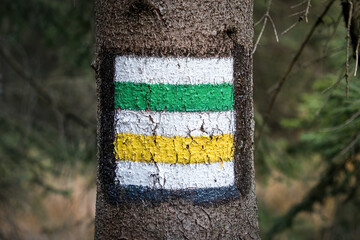 Green and yellow hiking trail markings painted on a tree trunk in a forest. Two routes in one place &ndash; a symbol of choice, direction and navigation.