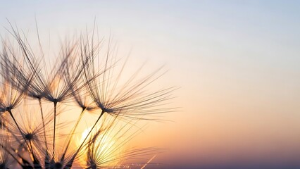 Obraz premium Delicate dandelion seed head silhouetted against a beautiful golden hour sky at dawn or dusk