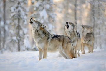 Three wolves howling in snowy forest