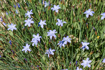 (Aphyllanthes monspeliensis) Aphyllanthe de Montpellier en touffe dense de fleurs bleues au sommet de tiges ressemblant &agrave; des joncs sans feuillage poussant sur pelouses s&egrave;ches de m&eacute;diterran&eacute;e